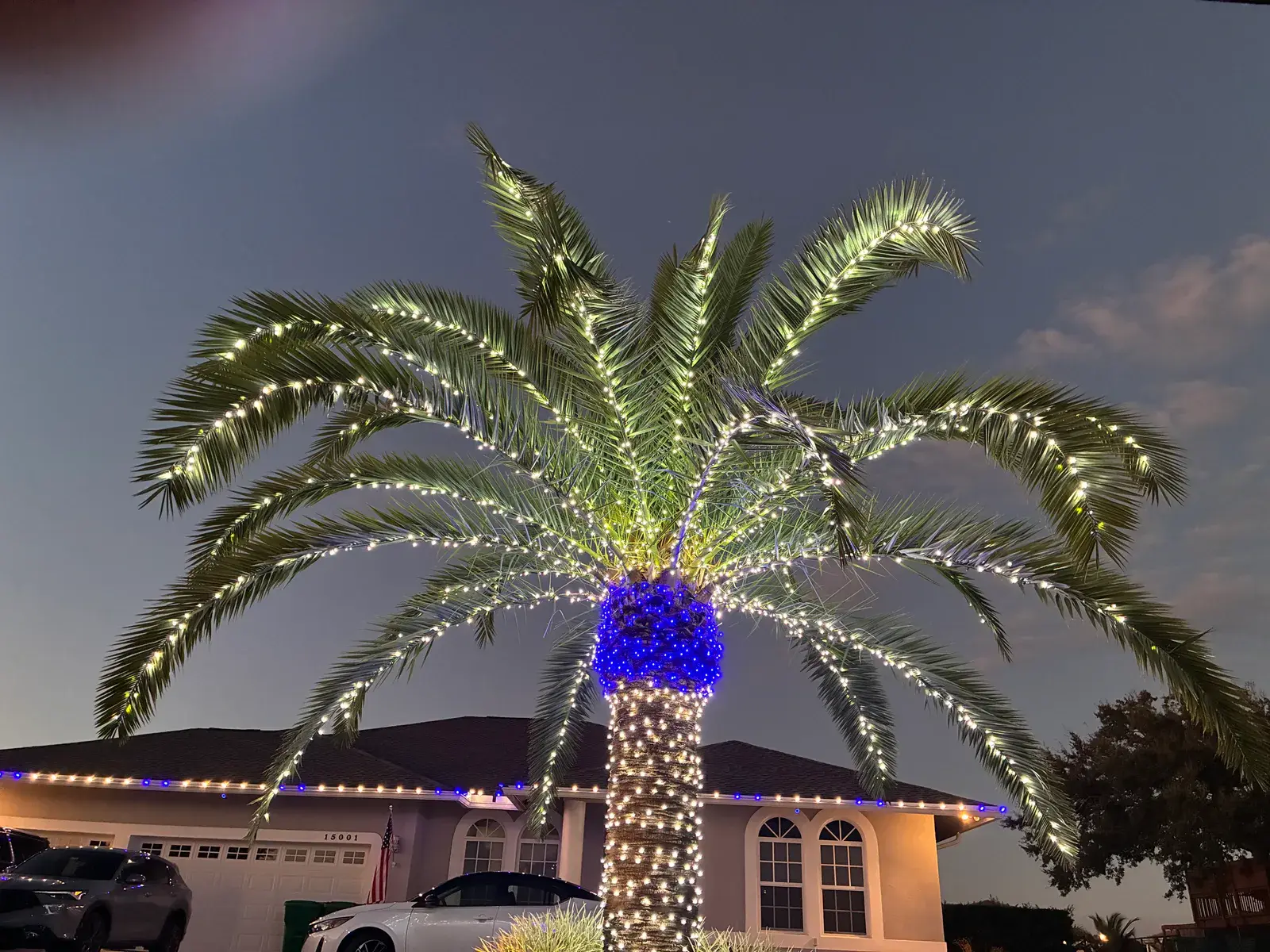 Wide date palm wrapped from trunk to fronds in blue and warm white holiday lights